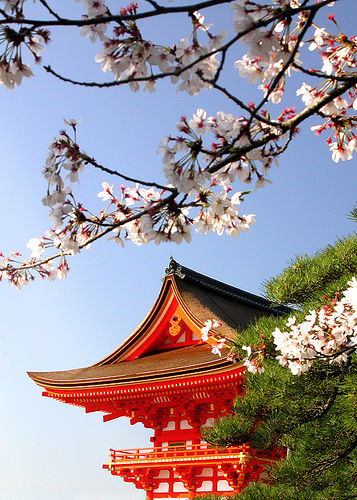 Kyoto-chua vang and sakura
